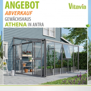 Vitavia Anlehngewächshaus Athena 8600 ESG/HKP TxB 266x334cm 8,6m² Alu anthrazit